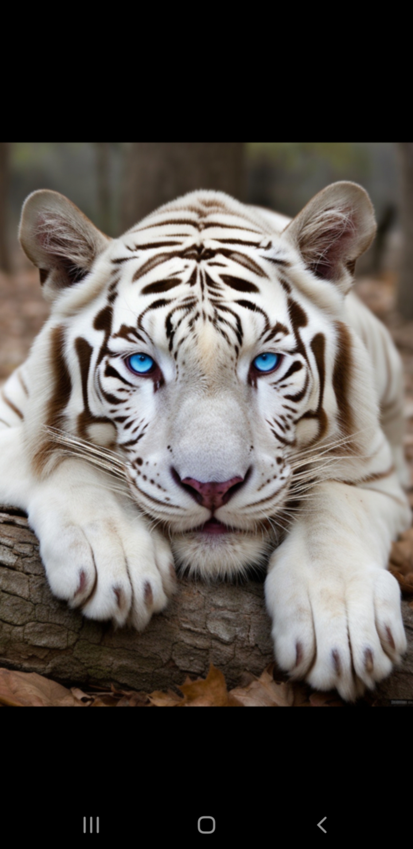 Albino Tiger - Exotic Animals expansion concept